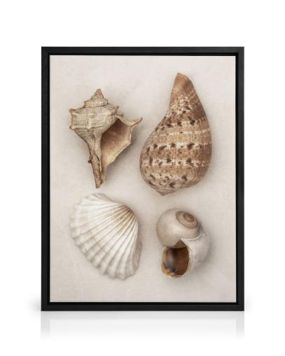 Desenio Soft Shells photographic wall art