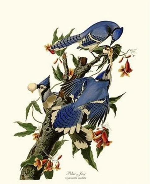 Audubon vintage wall art